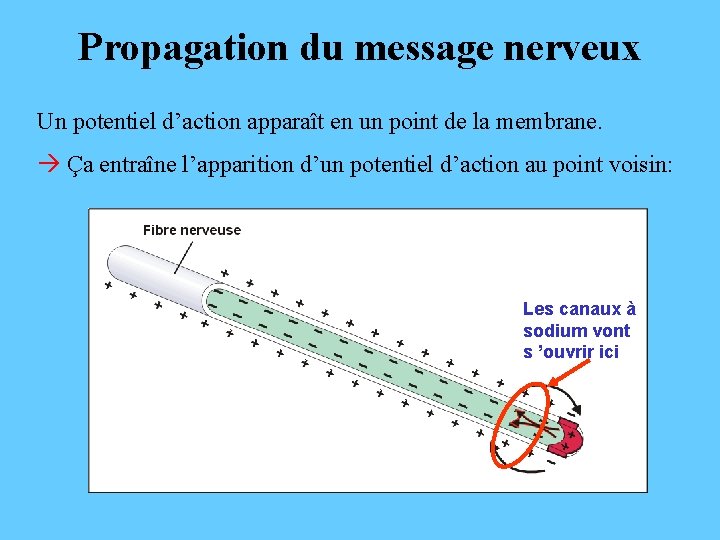 Propagation du message nerveux Un potentiel d’action apparaît en un point de la membrane.