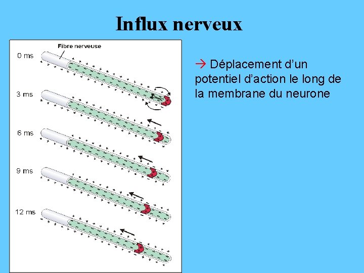 Influx nerveux Déplacement d’un potentiel d’action le long de la membrane du neurone 