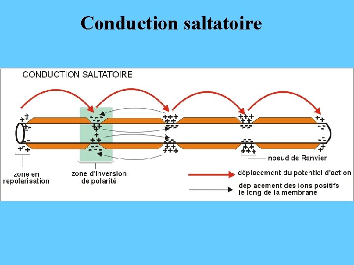 Conduction saltatoire 