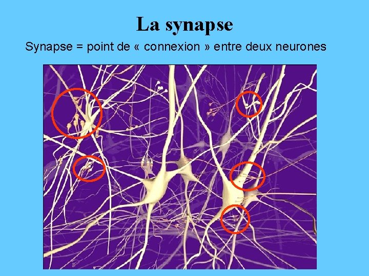 La synapse Synapse = point de « connexion » entre deux neurones 