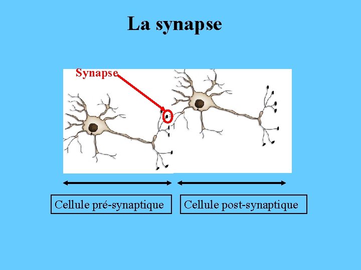 La synapse Synapse Cellule pré-synaptique Cellule post-synaptique 