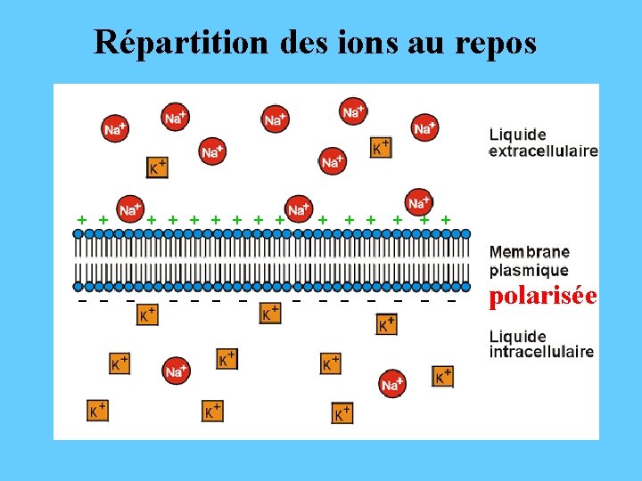 Répartition des ions au repos ++ -- - +++++++ --- - + ++ -