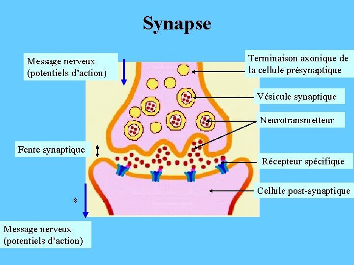 Synapse Message nerveux (potentiels d’action) 1 Terminaison axonique de la 2 cellule présynaptique 3