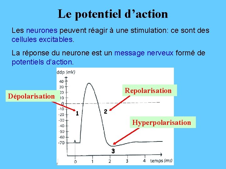 Le potentiel d’action Les neurones peuvent réagir à une stimulation: ce sont des cellules