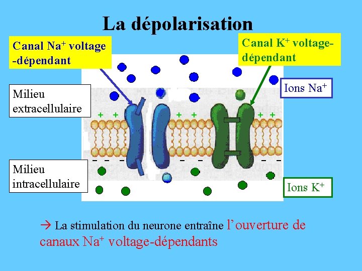 La dépolarisation Canal K+ voltagedépendant Canal Na+ voltage -dépendant Milieu extracellulaire Milieu intracellulaire Ions