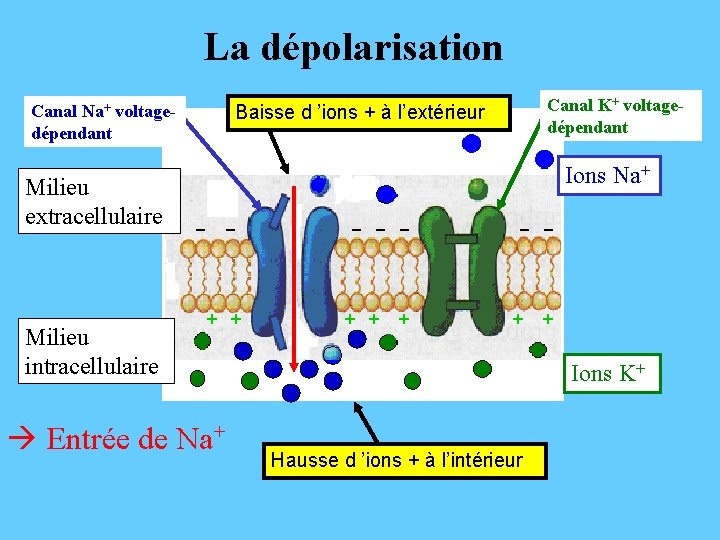 La dépolarisation Canal Na+ voltagedépendant Milieu extracellulaire Milieu intracellulaire Canal K+ voltagedépendant Baisse d