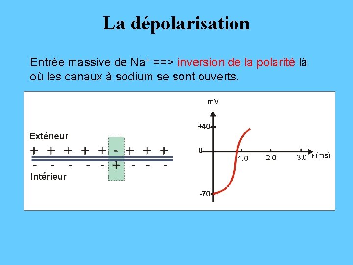 La dépolarisation Entrée massive de Na+ ==> inversion de la polarité là où les