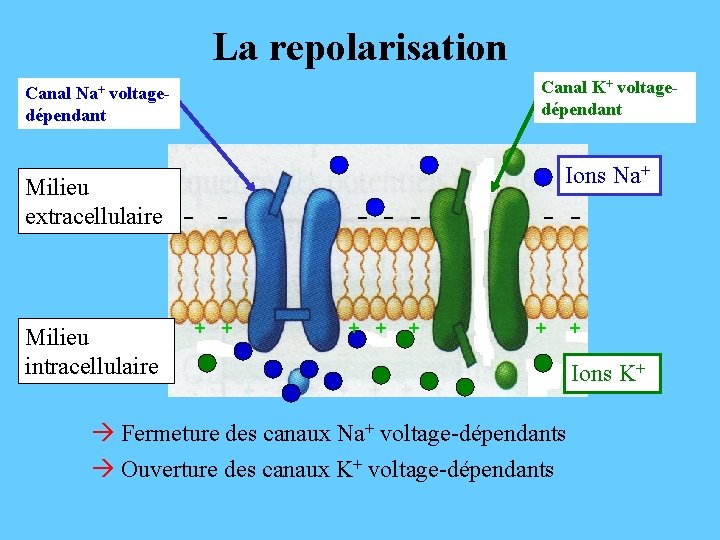 La repolarisation Canal K+ voltagedépendant Canal Na+ voltagedépendant Ions Na+ Milieu extracellulaire - -