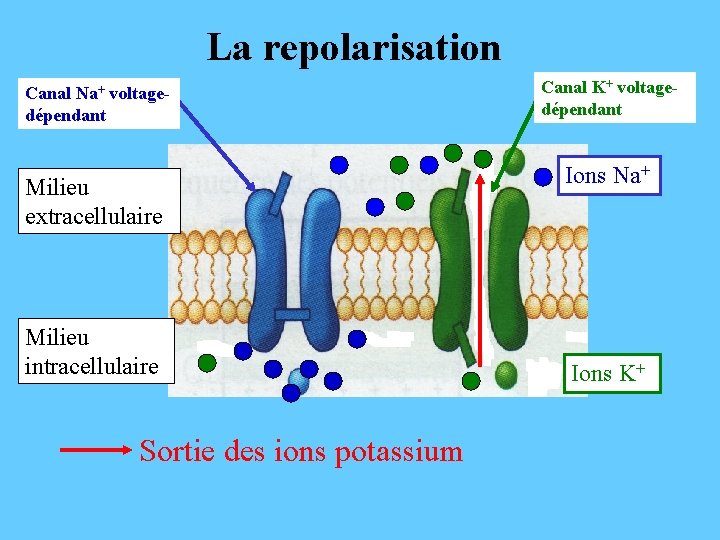 La repolarisation Canal Na+ voltagedépendant Milieu extracellulaire Milieu intracellulaire Sortie des ions potassium Canal