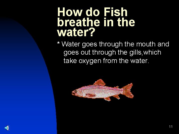 How do Fish breathe in the water? * Water goes through the mouth and