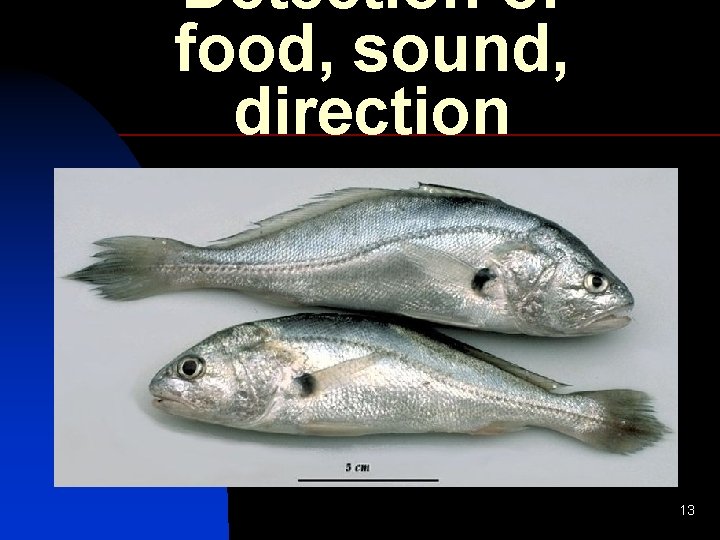 Detection of food, sound, direction 13 