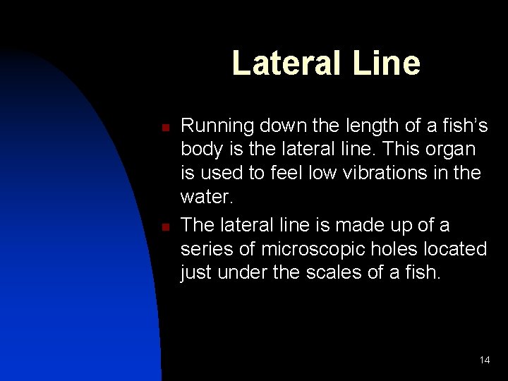 Lateral Line n n Running down the length of a fish’s body is the