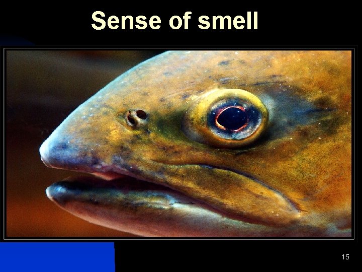 Sense of smell 15 