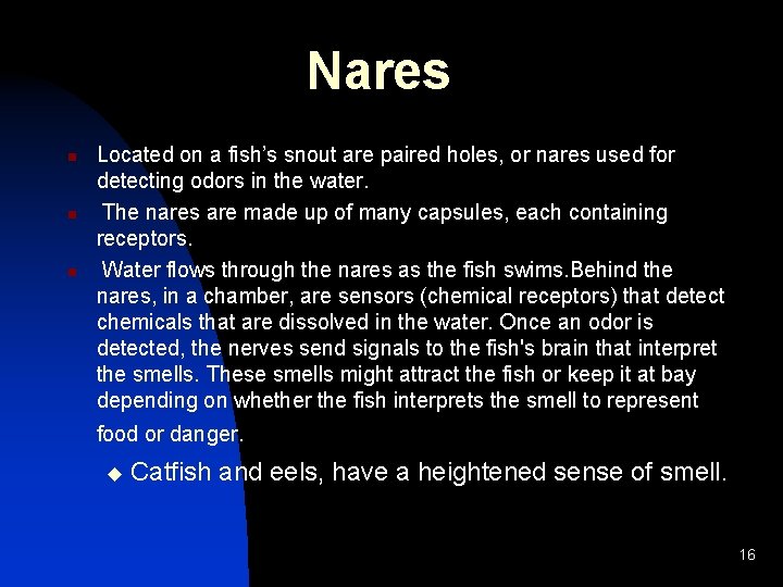 Nares n n n Located on a fish’s snout are paired holes, or nares