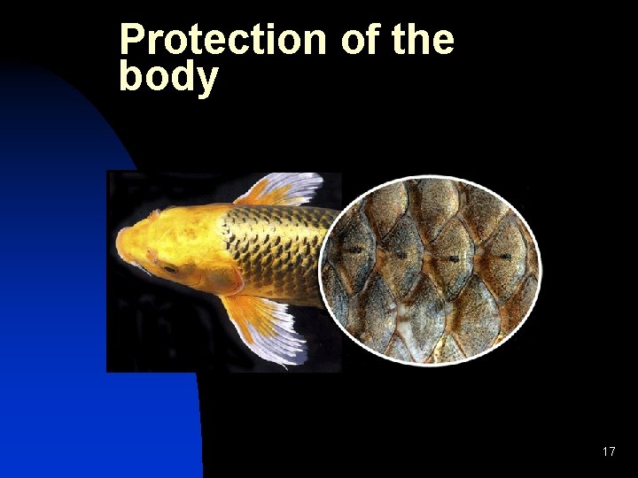 Protection of the body 17 