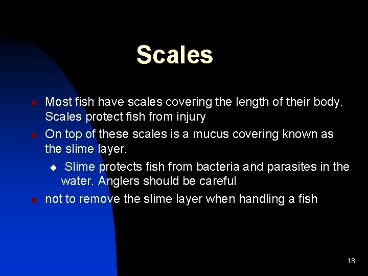 Scales n n n Most fish have scales covering the length of their body.