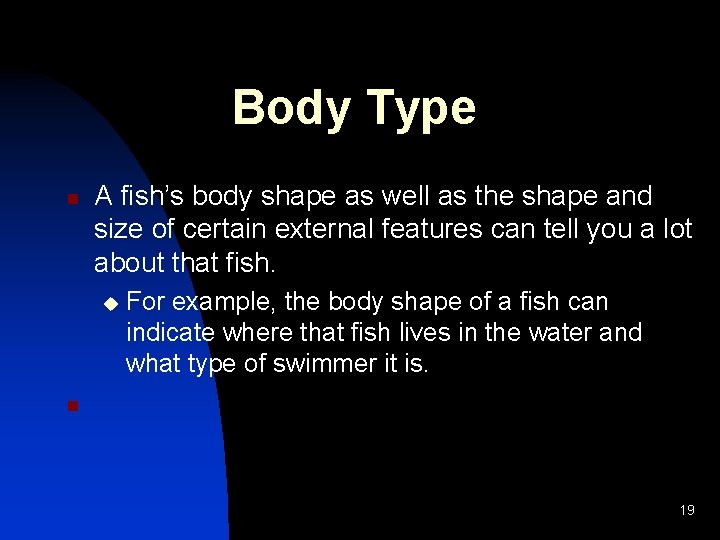 Body Type n A fish’s body shape as well as the shape and size