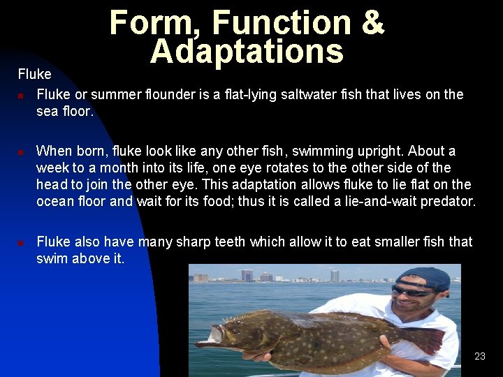 Form, Function & Adaptations Fluke n Fluke or summer flounder is a flat-lying saltwater
