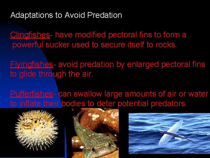 Adaptations to Avoid Predation Clingfishes- have modified pectoral fins to form a powerful sucker