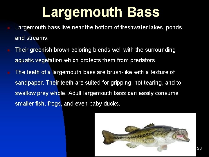 Largemouth Bass n Largemouth bass live near the bottom of freshwater lakes, ponds, and