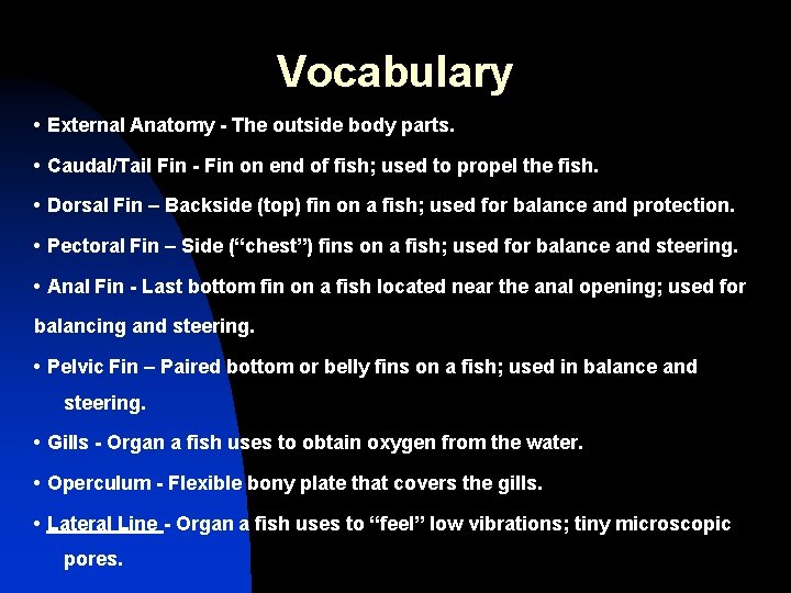 Vocabulary • External Anatomy - The outside body parts. • Caudal/Tail Fin - Fin