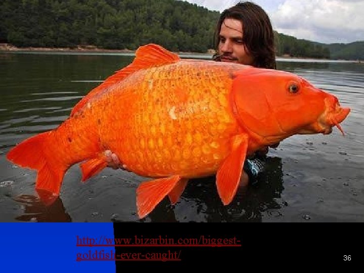 http: //www. bizarbin. com/biggestgoldfish-ever-caught/ 36 