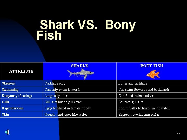 Shark VS. Bony Fish SHARKS ATTRIBUTE BONY FISH Skeleton Cartilage only Bones and cartilage