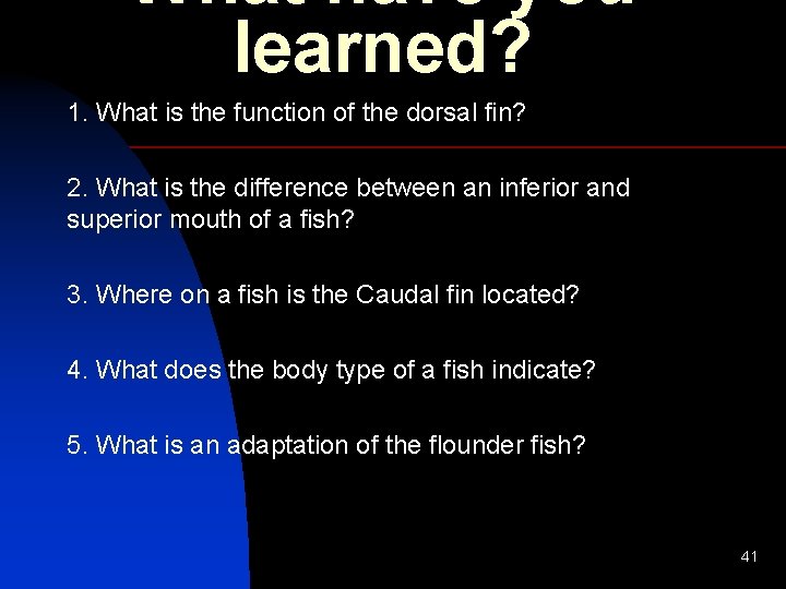 What have you learned? 1. What is the function of the dorsal fin? 2.