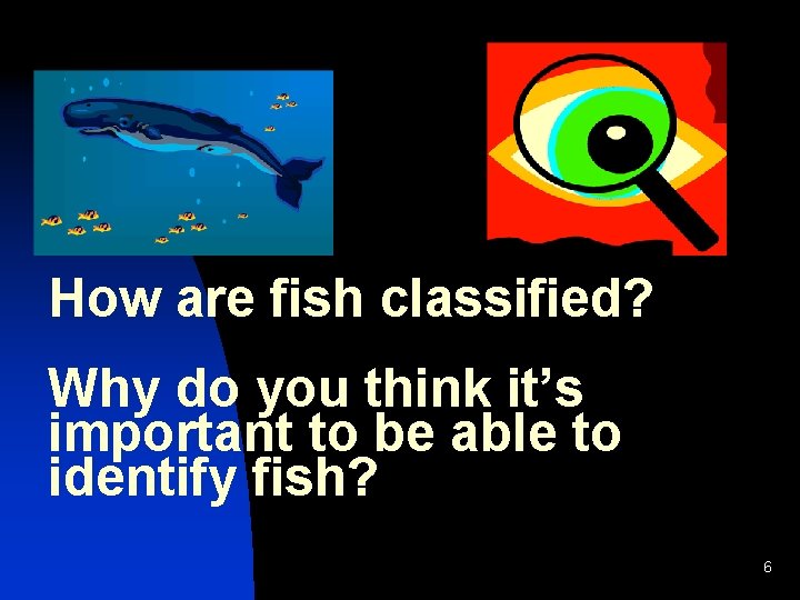 How are fish classified? Why do you think it’s important to be able to