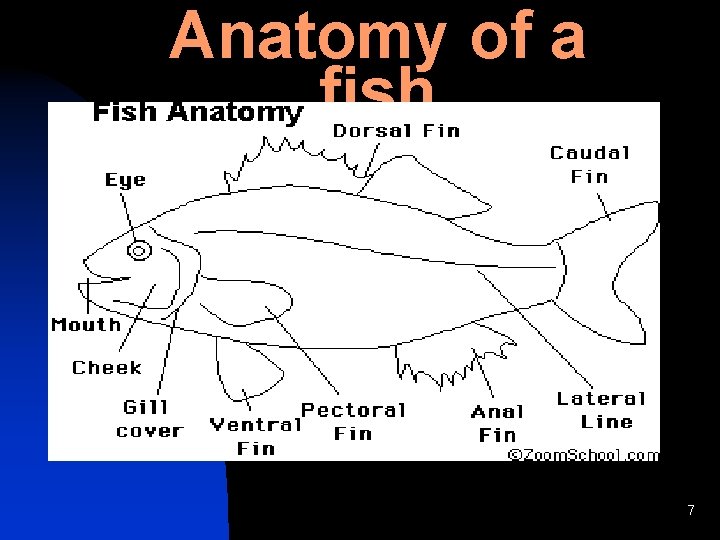 Anatomy of a fish 7 