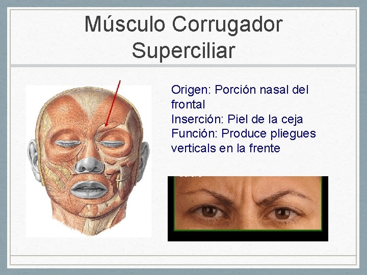 Músculo Corrugador Superciliar Origen: Porción nasal del frontal Inserción: Piel de la ceja Función: