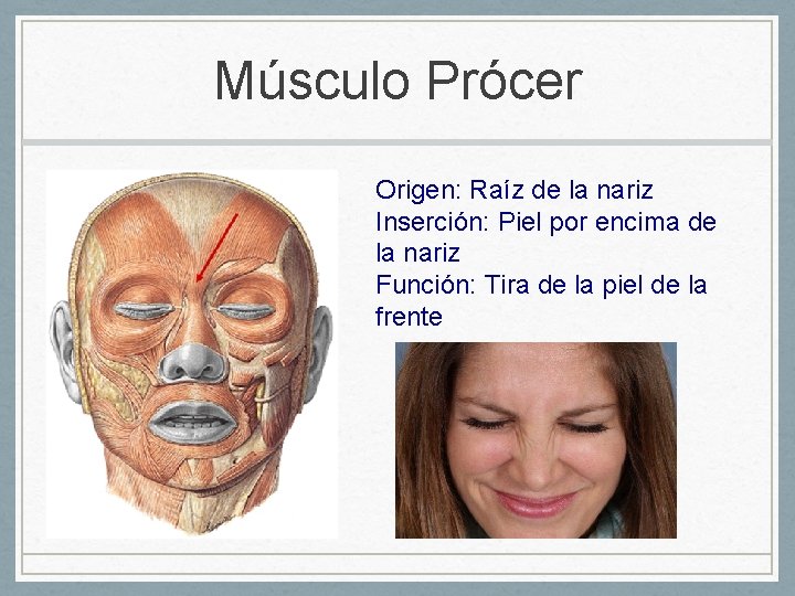 Músculo Prócer Origen: Raíz de la nariz Inserción: Piel por encima de la nariz