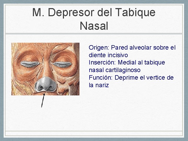 M. Depresor del Tabique Nasal Origen: Pared alveolar sobre el diente incisivo Inserción: Medial