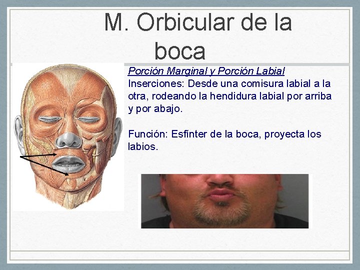 M. Orbicular de la boca Porción Marginal y Porción Labial Inserciones: Desde una comisura