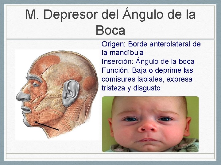 M. Depresor del Ángulo de la Boca Origen: Borde anterolateral de la mandíbula Inserción: