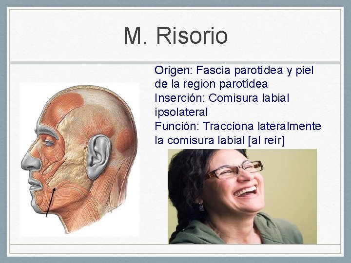M. Risorio Origen: Fascia parotídea y piel de la region parotídea Inserción: Comisura labial