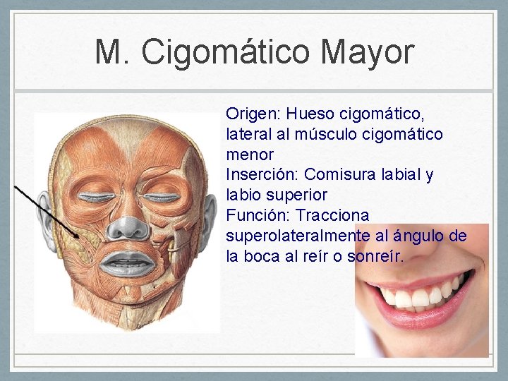 M. Cigomático Mayor Origen: Hueso cigomático, lateral al músculo cigomático menor Inserción: Comisura labial