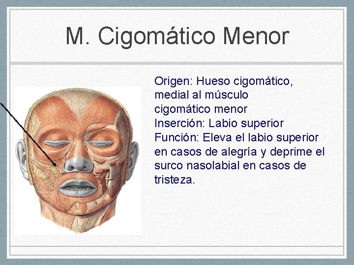 M. Cigomático Menor Origen: Hueso cigomático, medial al músculo cigomático menor Inserción: Labio superior