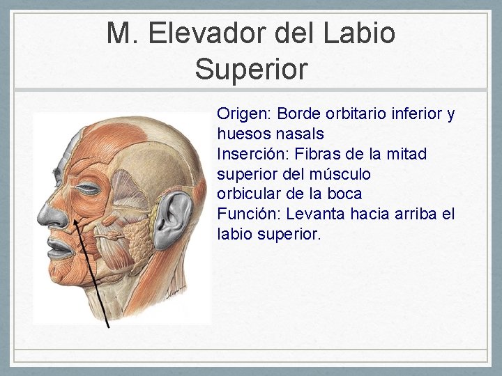 M. Elevador del Labio Superior Origen: Borde orbitario inferior y huesos nasals Inserción: Fibras