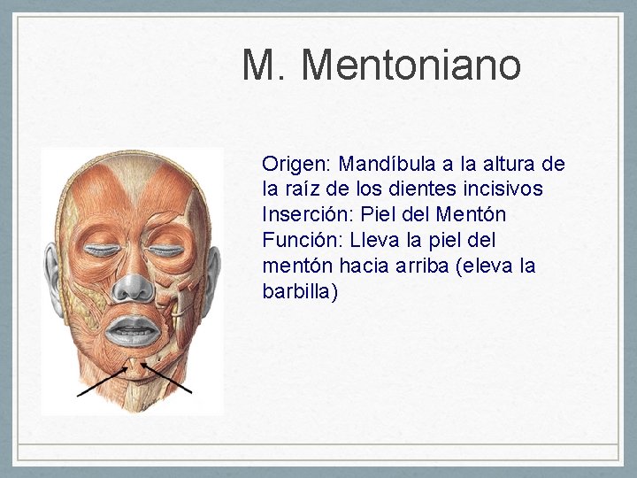M. Mentoniano Origen: Mandíbula altura de la raíz de los dientes incisivos Inserción: Piel