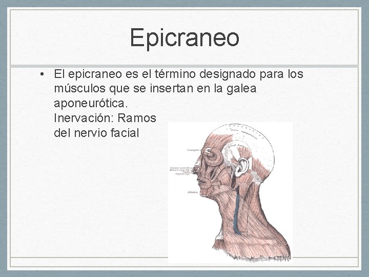 Epicraneo • El epicraneo es el término designado para los músculos que se insertan