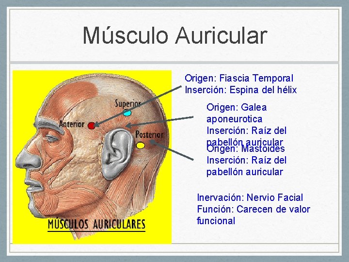 Músculo Auricular Origen: Fiascia Temporal Inserción: Espina del hélix Origen: Galea aponeurotica Inserción: Raíz