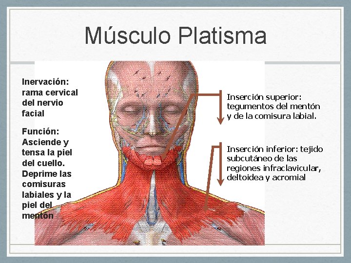 Músculo Platisma Inervación: rama cervical del nervio facial Función: Asciende y tensa la piel