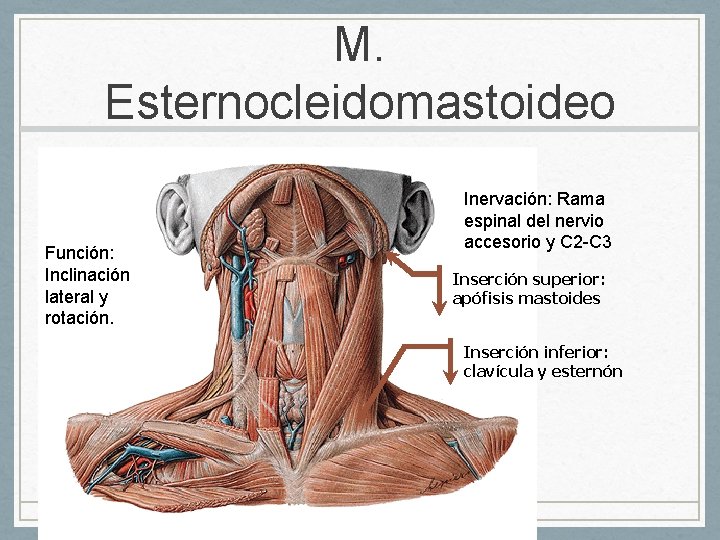 M. Esternocleidomastoideo Función: Inclinación lateral y rotación. Inervación: Rama espinal del nervio accesorio y