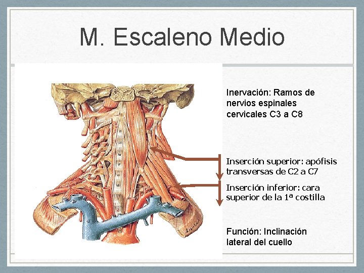 M. Escaleno Medio Inervación: Ramos de nervios espinales cervicales C 3 a C 8