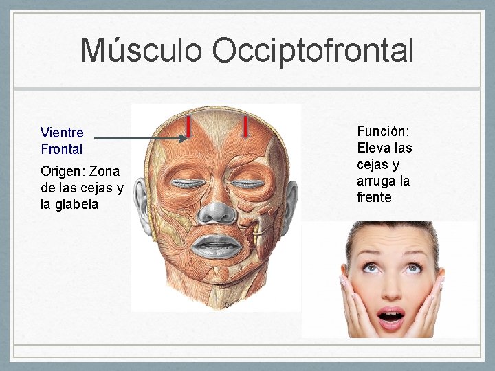 Músculo Occiptofrontal Vientre Frontal Origen: Zona de las cejas y la glabela Función: Eleva