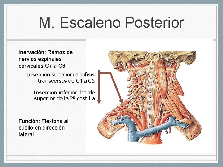 M. Escaleno Posterior Inervación: Ramos de nervios espinales cervicales C 7 a C 8