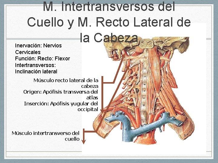 M. Intertransversos del Cuello y M. Recto Lateral de la Cabeza Inervación: Nervios Cervicales