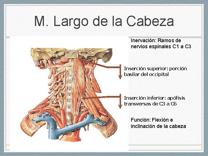 M. Largo de la Cabeza Inervación: Ramos de nervios espinales C 1 a C
