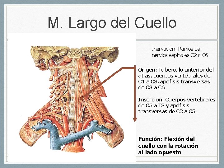 M. Largo del Cuello Inervación: Ramos de nervios espinales C 2 a C 6